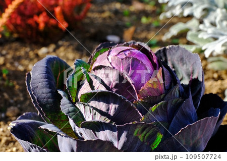 葉牡丹 葉牡丹 109507724