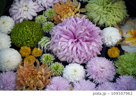 スプレーマムの花手水 109507962