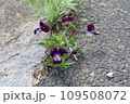 みちくさ 109508072