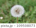 たんぽぽ 109508073