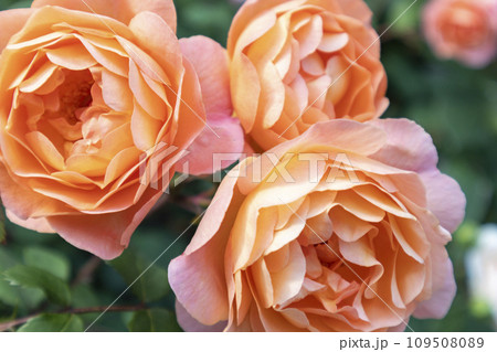 ばらの花 109508089