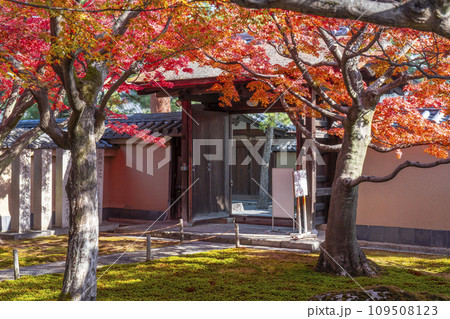 秋の京都　大徳寺塔頭　黄梅院　紅葉に包まれた前庭 109508123
