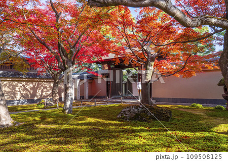 秋の京都　大徳寺塔頭　黄梅院　紅葉に包まれた前庭 109508125