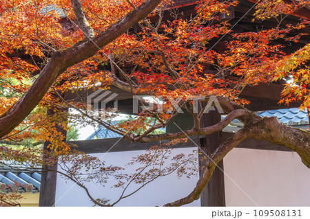 秋の京都　大徳寺塔頭　黄梅院　紅葉に包まれた鐘楼 109508131
