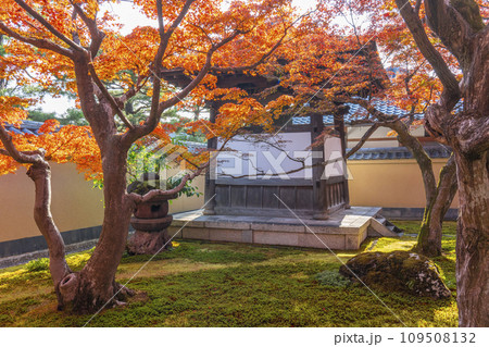 秋の京都 大徳寺塔頭 黄梅院 紅葉に包まれた鐘楼 秋の京都 大徳寺塔頭 黄梅院 紅葉に包まれた鐘楼 109508132