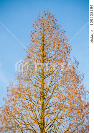 Autumnal Splendor of a Larch Tree Autumnal Splendor of a Larch Tree 109508194