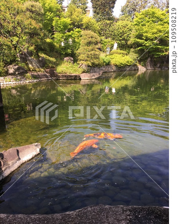 春の目白庭園の池に泳ぐ鯉たち 春の目白庭園の池に泳ぐ鯉たち 109508219