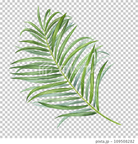 Palm Leaf Watercolor botanical illustration. Hand drawn clip art on isolated background. Tropical exotic plant painting. Drawing of green foliage coconut. Nature sketch for summer prints 109508282