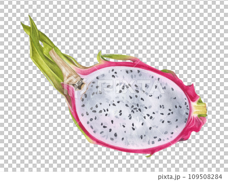Dragon Fruit Watercolor botanical illustration. Hand drawn clip art on isolated background. Tropical exotic Pitaya painting. Drawing of sweet food. Half Pitahaya with white pulp Dragon Fruit Watercolor botanical illustration. Hand drawn clip art on isolated background. Tropical exotic Pitaya painting. Drawing of sweet food. Half Pitahaya with white pulp 109508284