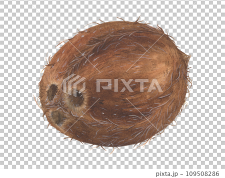 Coconut Watercolor botanical illustration. Hand drawn clip art on isolated background. Tropical Fruit painting. Drawing of sweet food. Exotic nut for prints and stickers. Realistic single object Coconut Watercolor botanical illustration. Hand drawn clip art on isolated background. Tropical Fruit painting. Drawing of sweet food. Exotic nut for prints and stickers. Realistic single object 109508286