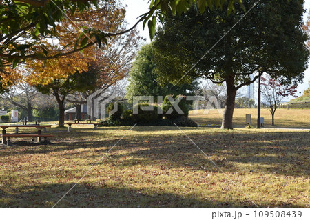 初冬の相模三川公園の風景 初冬の相模三川公園の風景 109508439