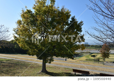 初冬の相模三川公園の風景 初冬の相模三川公園の風景 109508440