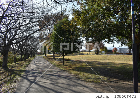 初冬の相模三川公園の風景 初冬の相模三川公園の風景 109508473