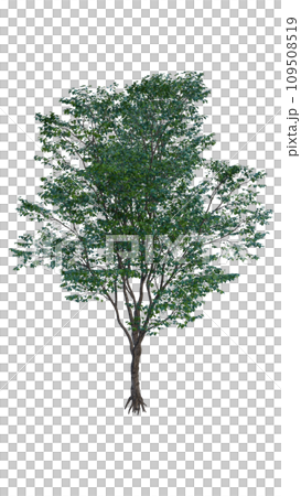 Isolated tree on a transparent background....のイラスト素材 [109508519] - PIXTA