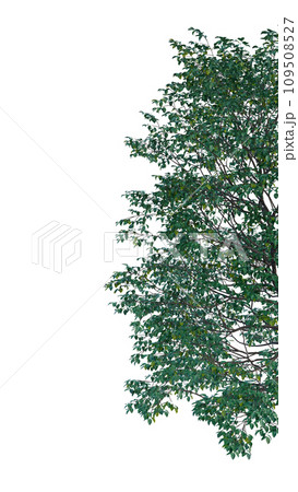 Isolated tree on a transparent background. Single tree isolated on a white background. 109508527