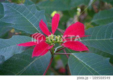 ポインセチアの花と苞葉 109508549
