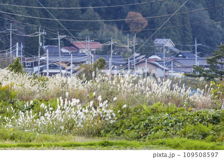 ススキ並ぶ線路沿いの風景 鳥取県 八頭町 ススキ並ぶ線路沿いの風景 鳥取県 八頭町 109508597