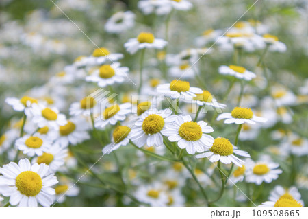 カモミールの花 カモミールの花 109508665