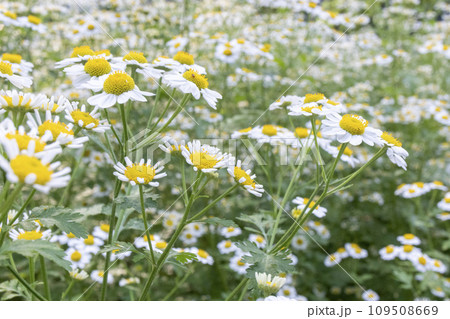 カモミールの花 109508669