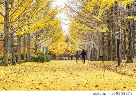 秋の山形県総合運動公園のいちょう並木 イチョウの葉の絨毯 山形県天童市 秋の山形県総合運動公園のいちょう並木 イチョウの葉の絨毯 山形県天童市 109508875