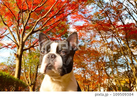 毛呂山町の美しい紅葉の下で里山を眺めるボストンテリアのマイティ君♡ 109509384