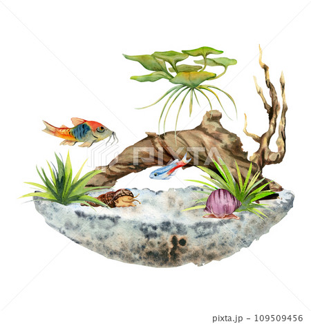 Hand drawn watercolor aquarium fish, algae, sealife with bog wood. Marine exotic underwater illustration. Isolated on white background. Design for shops, brochure, print, card, wall art, textile. 109509456