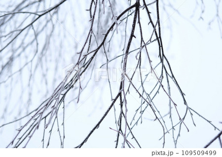 Frozen iced tree branches and leaves during foggy cold day. Macro closeup view. Icy twigs, grass covered by snow against winter forest. Plants in the wood at wet frosty weather. Nature landscape video 109509499