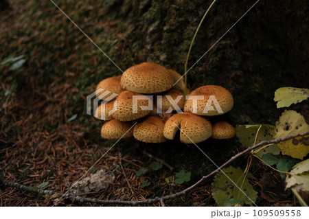 Group of Shaggy Scalycap mushrooms. Scaly Pholiota squarrosa Fungus. View of gills and stems. Fall forest floor near tree. Decomposer organism. Parasitism. Ecosystem, ecological system example. 109509558