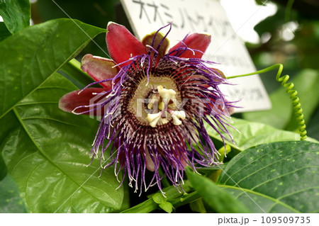 オオミノトケイソウの花 オオミノトケイソウの花 109509735