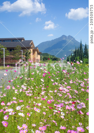 コスモスと由布岳 109509755