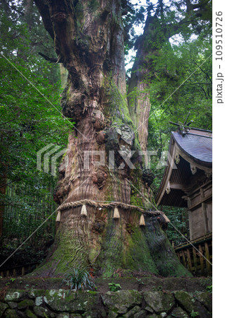 湯布院　大杵社の大杉 109510726