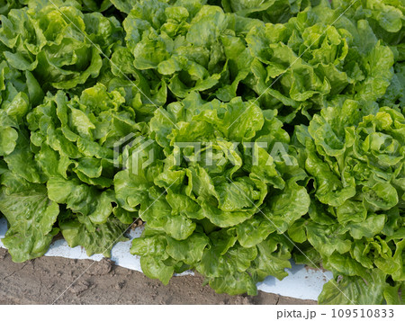 半結球レタスの栽培 109510833