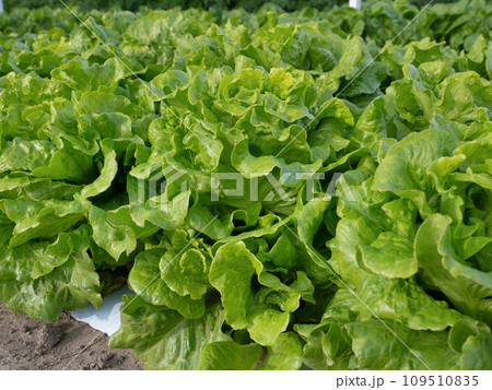 半結球レタスの栽培 半結球レタスの栽培 109510835