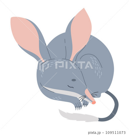 Cute sleeping bilby animal. Australian wild mammal. Vector illustration in flat style 109511073