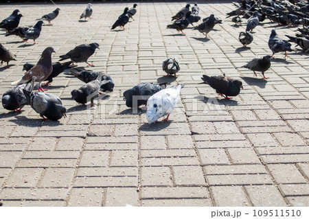 Pigeons eating grain on the sidewalk closeup Pigeons eating grain on the sidewalk closeup 109511510