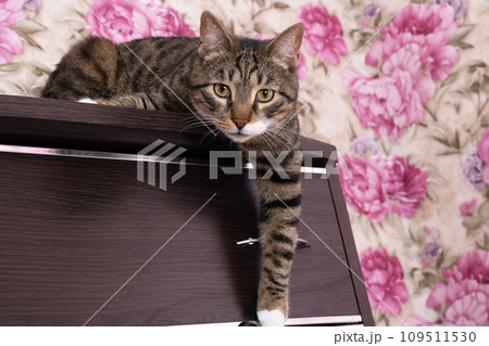 Gray kitten with a curious look closeup 109511530