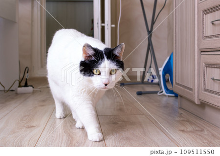 Big fat white cat sitting on the floor in the sun 109511550