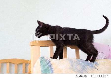 Black kitten on bed closeup at home 109511567