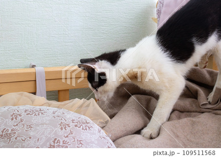 Black and white Kitten on bed close-up 109511568
