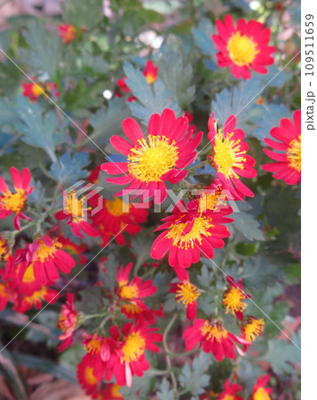 赤い小菊、辻の柳 109511659