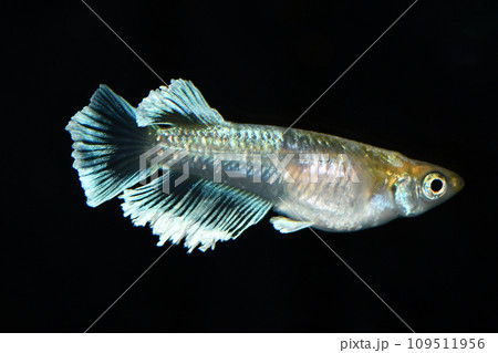 ヒレの綺麗なメダカ（エメラルドキッシング　ワイドフィン） 109511956