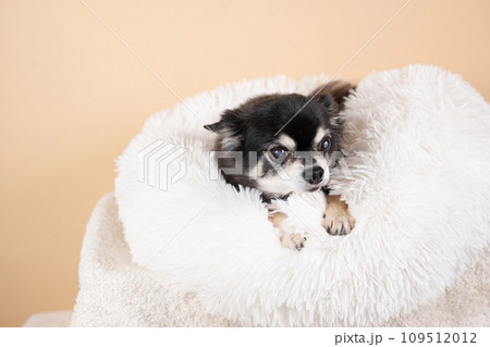 白いベッドに入った横向きのチワワ 109512012