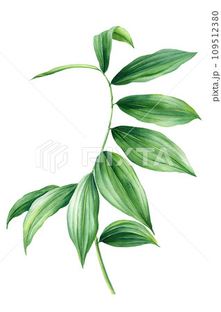 leaves of spiral ginger watercolor, tropical exotic green leaves botanical illustration isolated on white background 109512380