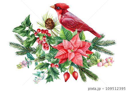 Red cardinal, set of birds and natural elements, leaves, branches, pine cone and red flower. Watercolor painting 109512395