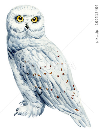 Snowy owl. Watercolor illustration with a cute polar owl on an isolated white background. Realistic North bird 109512404