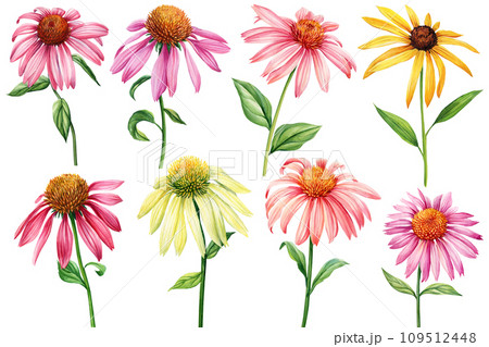 いらすやん Set Flowers, echinacea on a white background.のイラスト
