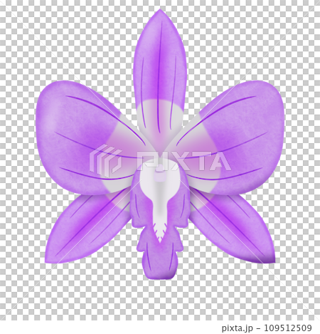 purple flower isolated on white background 109512509