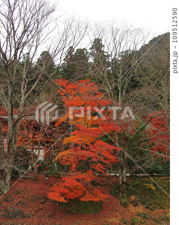 紅葉に包まれた室生寺 109512590