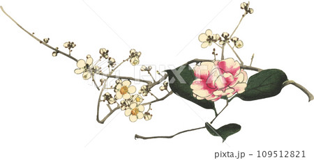 白梅　椿　冬の花 109512821