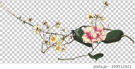 白梅　椿　冬の花 109512821